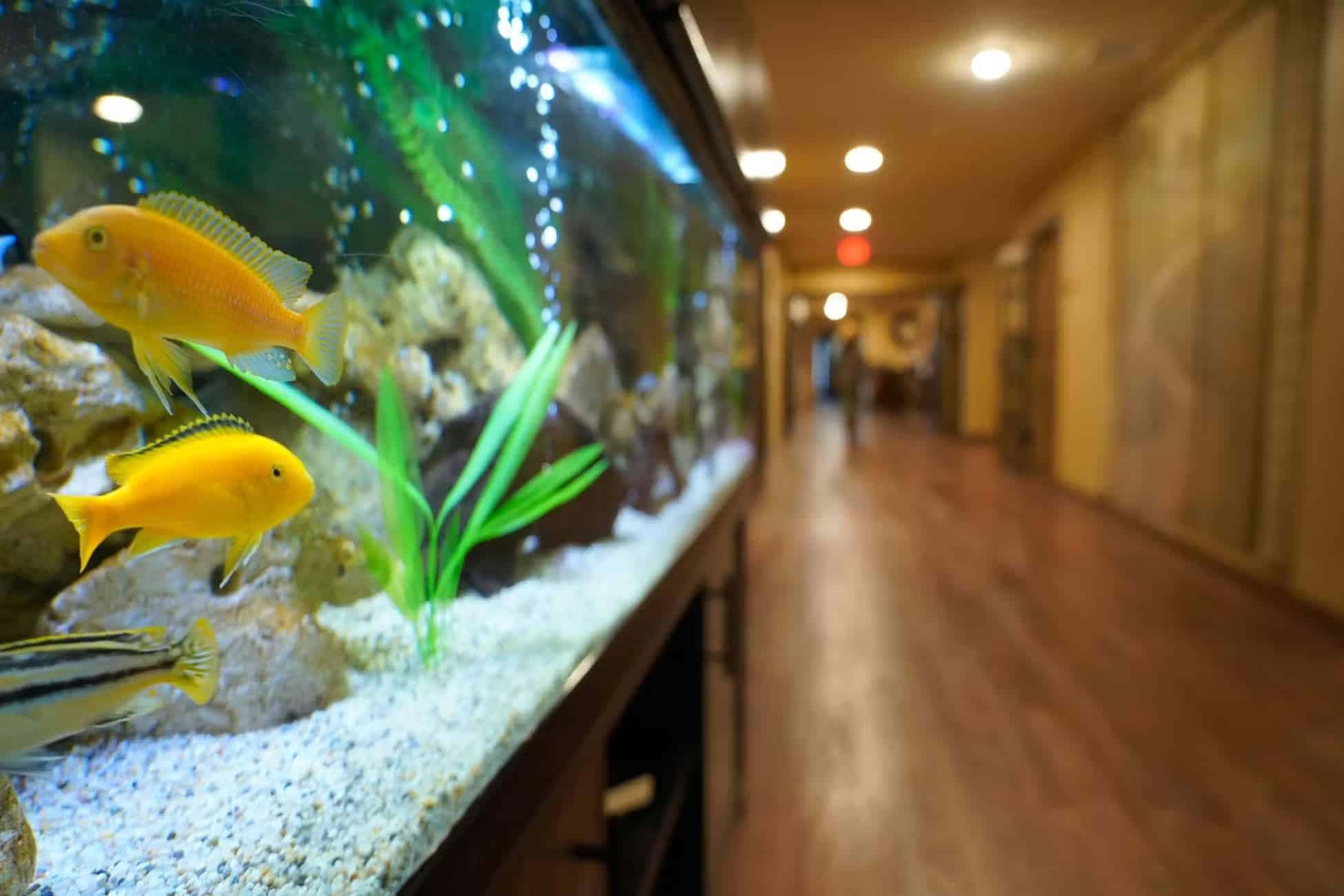 aquarium